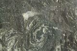 Polished Neoproterozoic Stromatolite (Minjaria) Slab - Russia #363050-1